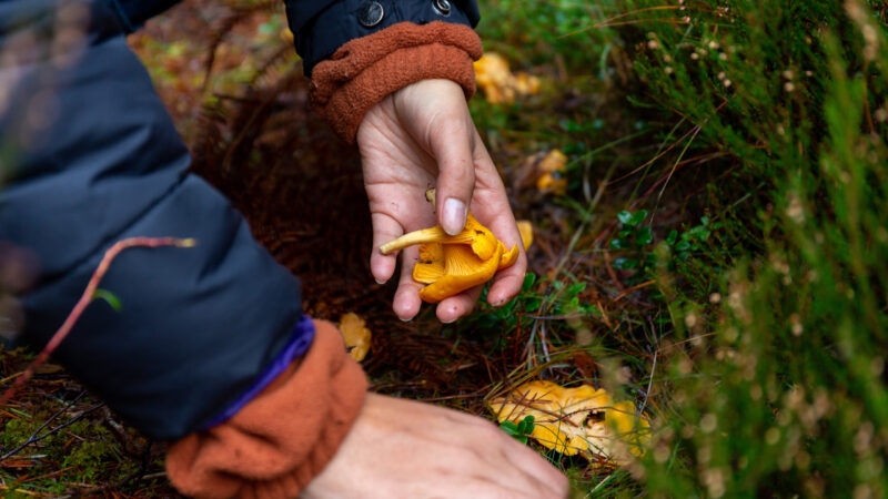 A hand holds a bright yellow chanterelle mushroom amidst forest floor foliage, surrounded by green plants and pine needles.