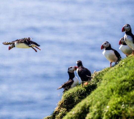 Puffins perched on a cliff