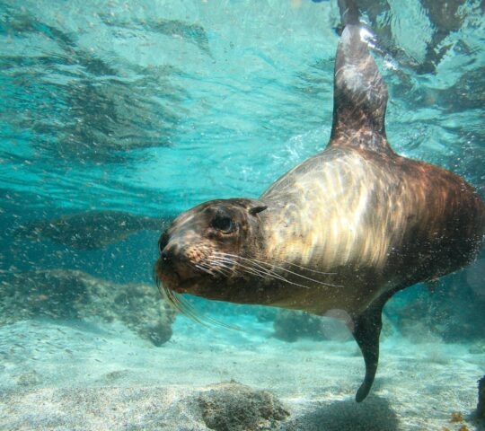 underwater photo of a sea lion in the Galapagos