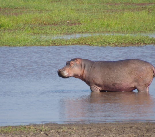 A solitary hippopotamus stands in shallow water, surrounded by green grass, under a clear blue sky.