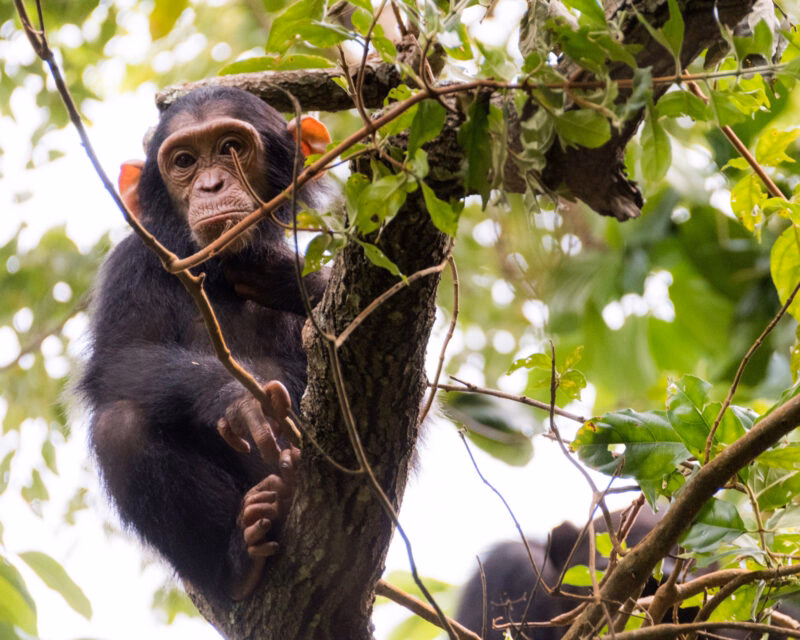 A chimpanzee perched on a branch, surrounded by lush green foliage, showing its expressive hands and feet.