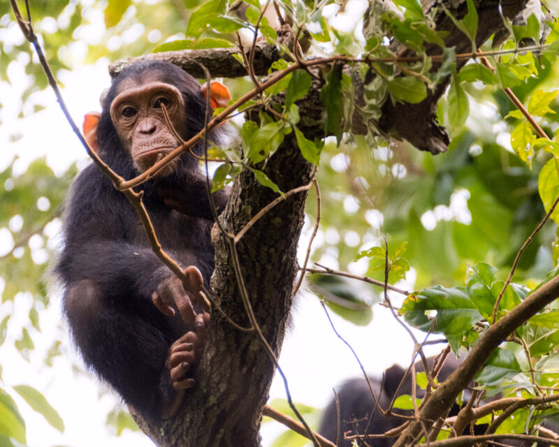 A chimpanzee perched on a branch, surrounded by lush green foliage, showing its expressive hands and feet.