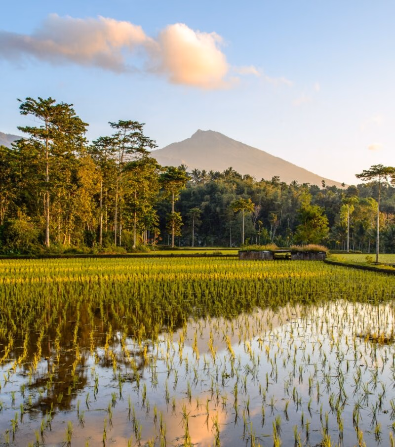 A serene rice field at sunset with a mountain backdrop, reflecting lush greenery and soft clouds in the water.