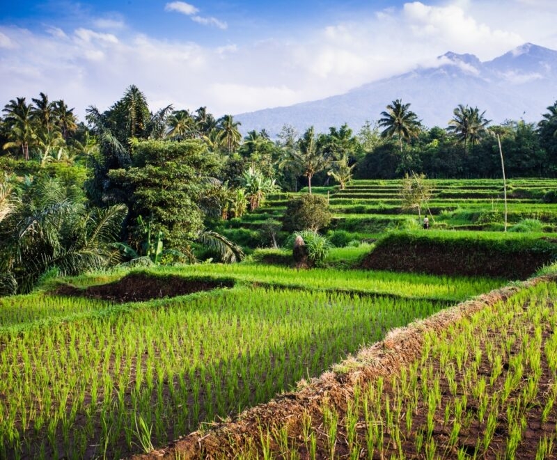Lush green rice paddies stretch across terraced fields with palm trees, set against a backdrop of mountains under a blue sky.