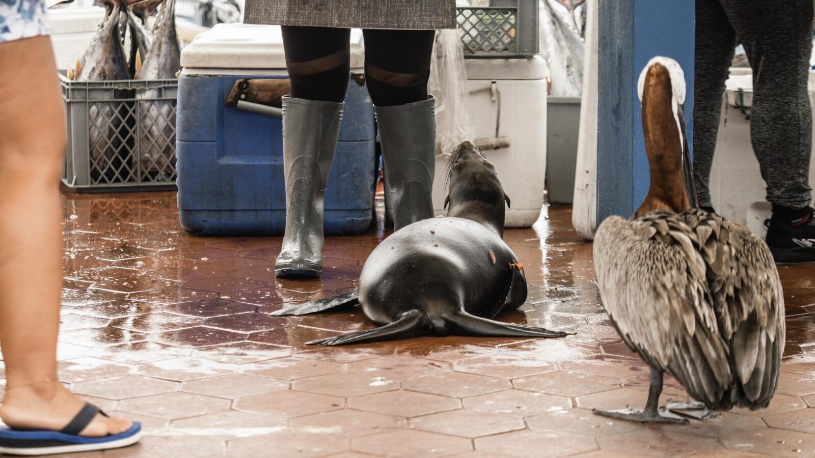A sea lion and a bird next to a woman's legs at a market in the Galapagos