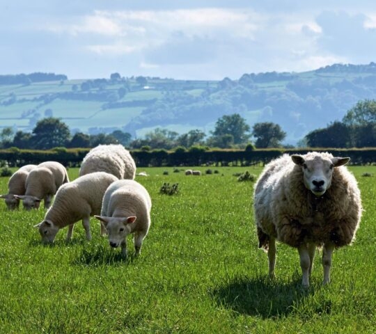 Sheep stood in a field
