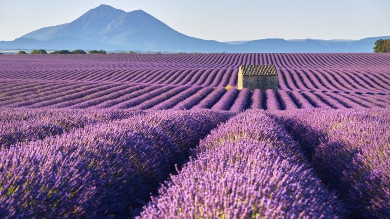 Lavender fields with a stone farmhouse in Provence, France