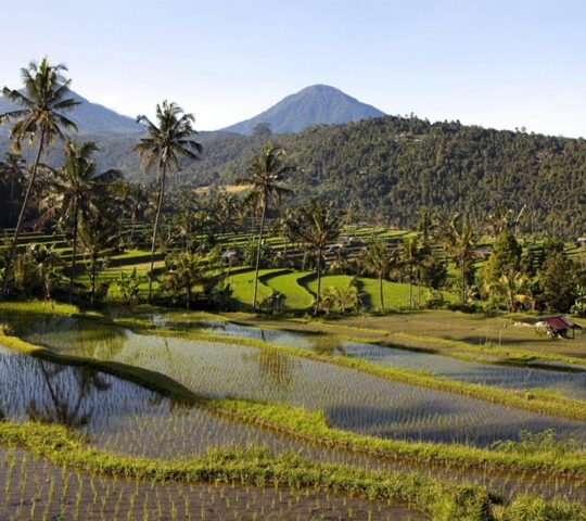 Terraced rice fields in Bali