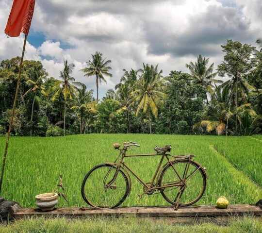 A bicycle in rice fields in Ubud, Bali