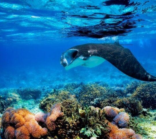 Manta ray with coral reef