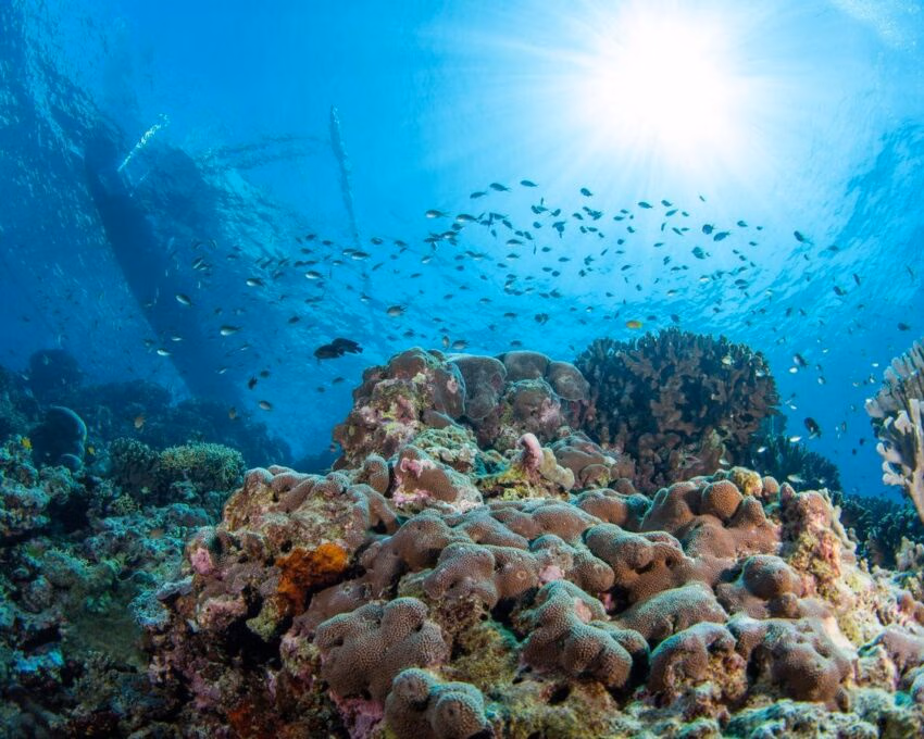 Coral reef, indonesia