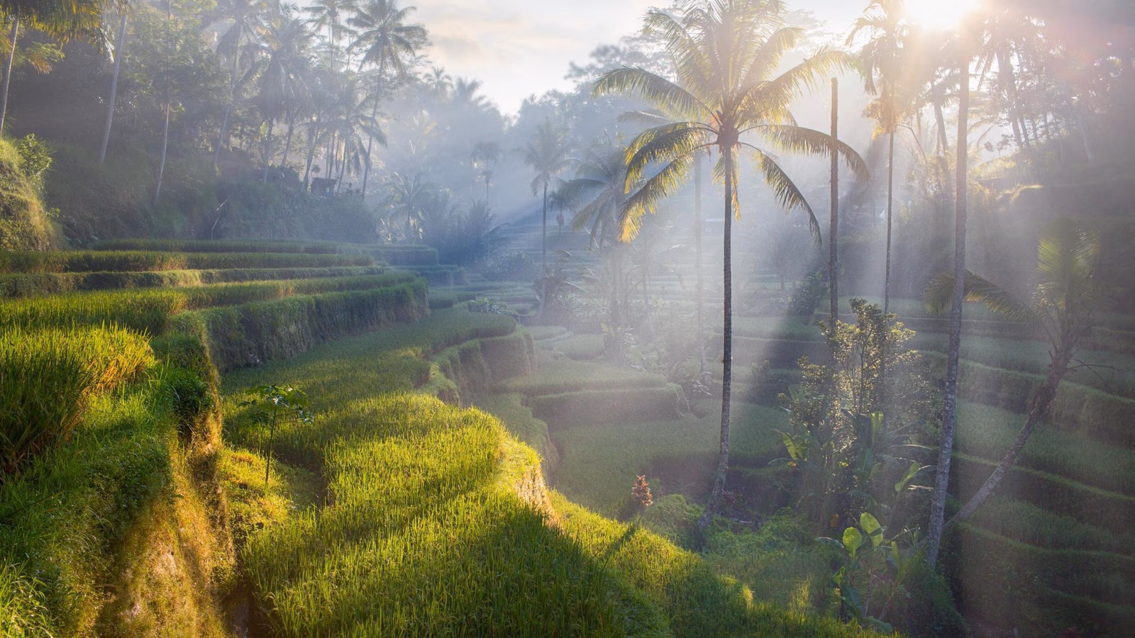 Rice terraces in Bali