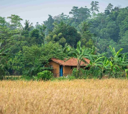 A hut in a field in Sri Lanka