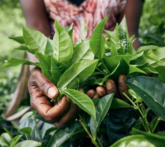 Harvest on tea plantation, Sri Lanka
