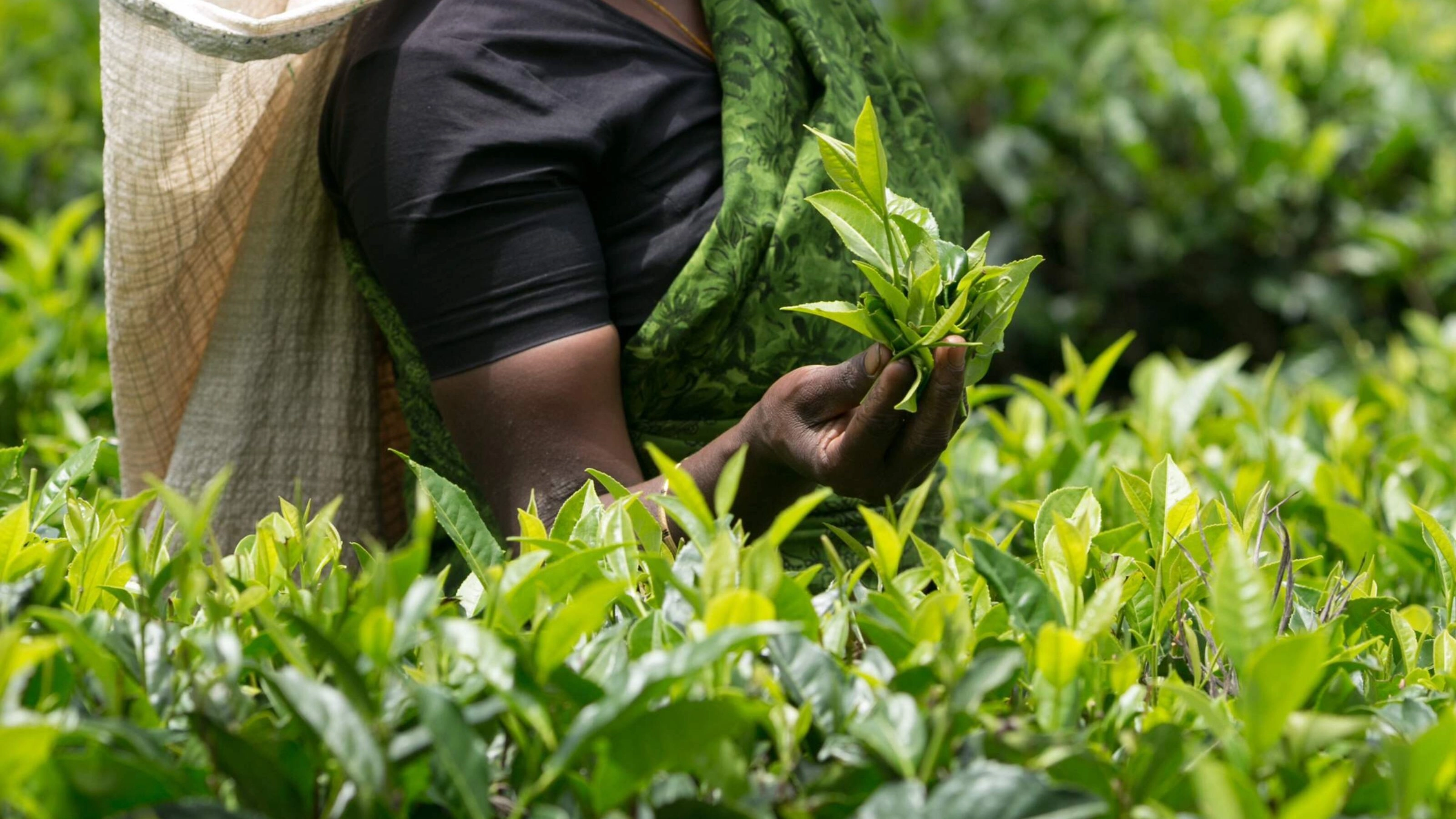 Fresh tea leaves in a woman's hand, Sri Lanka