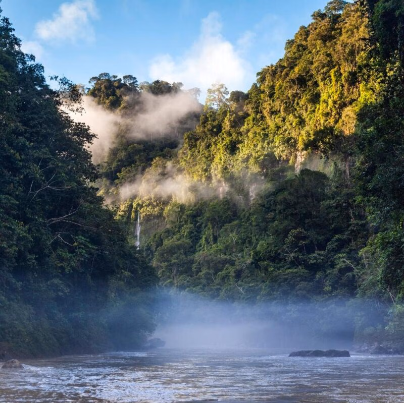 A misty forest in the Peruvian Amazon.