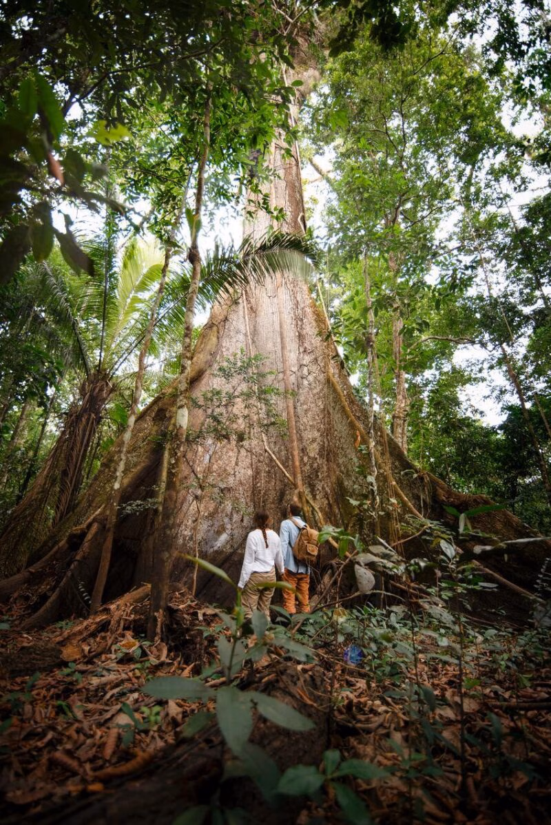A pair of hiker looking onto a giant tree in the Peruvian Amazon.