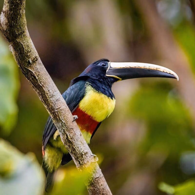 A close up of a green aracari toucan in Peru.