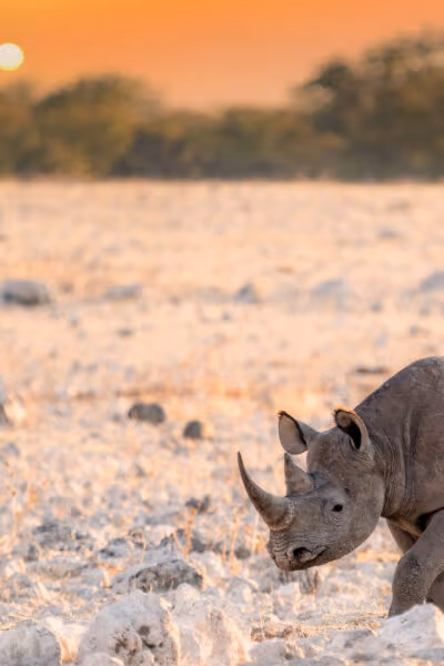 Discover the Desert Wildlife of Namibia