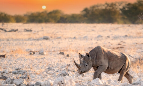 Discover the Desert Wildlife of Namibia