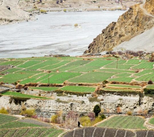 Green fields among rocky, arid mountains in the Himalayas.