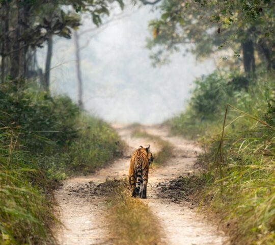 Bengal Tiger in Chitwan National Park, Nepal.