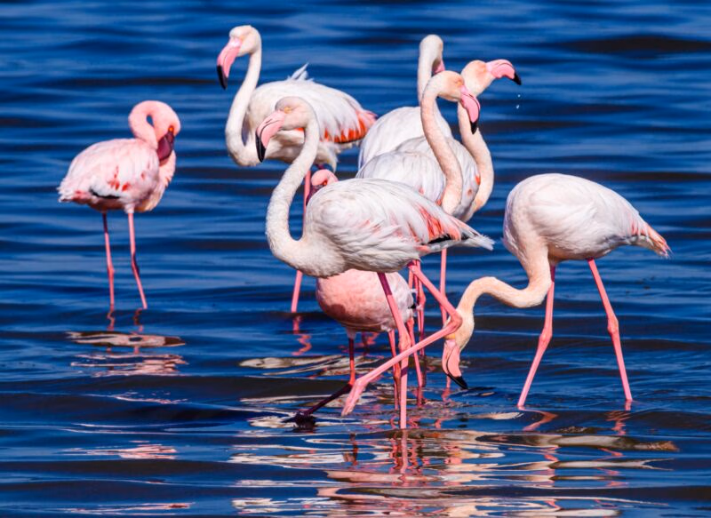 Several pink and white flamingos wading and feeding in dark blue water during Namibia family tours.