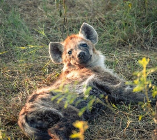 A baby hyena lying in the grass