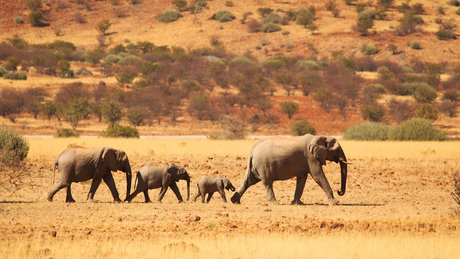 A family of elephants walking through the desert in Namibia