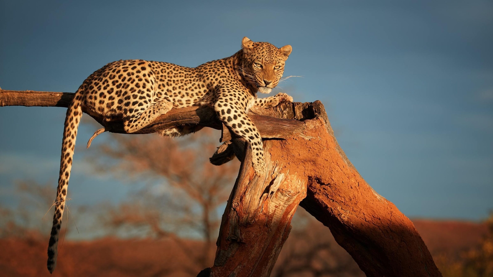 A leopard sitting on a branch in Okonjima Reserve, Namibia