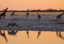 A guided driving tour of Namibia