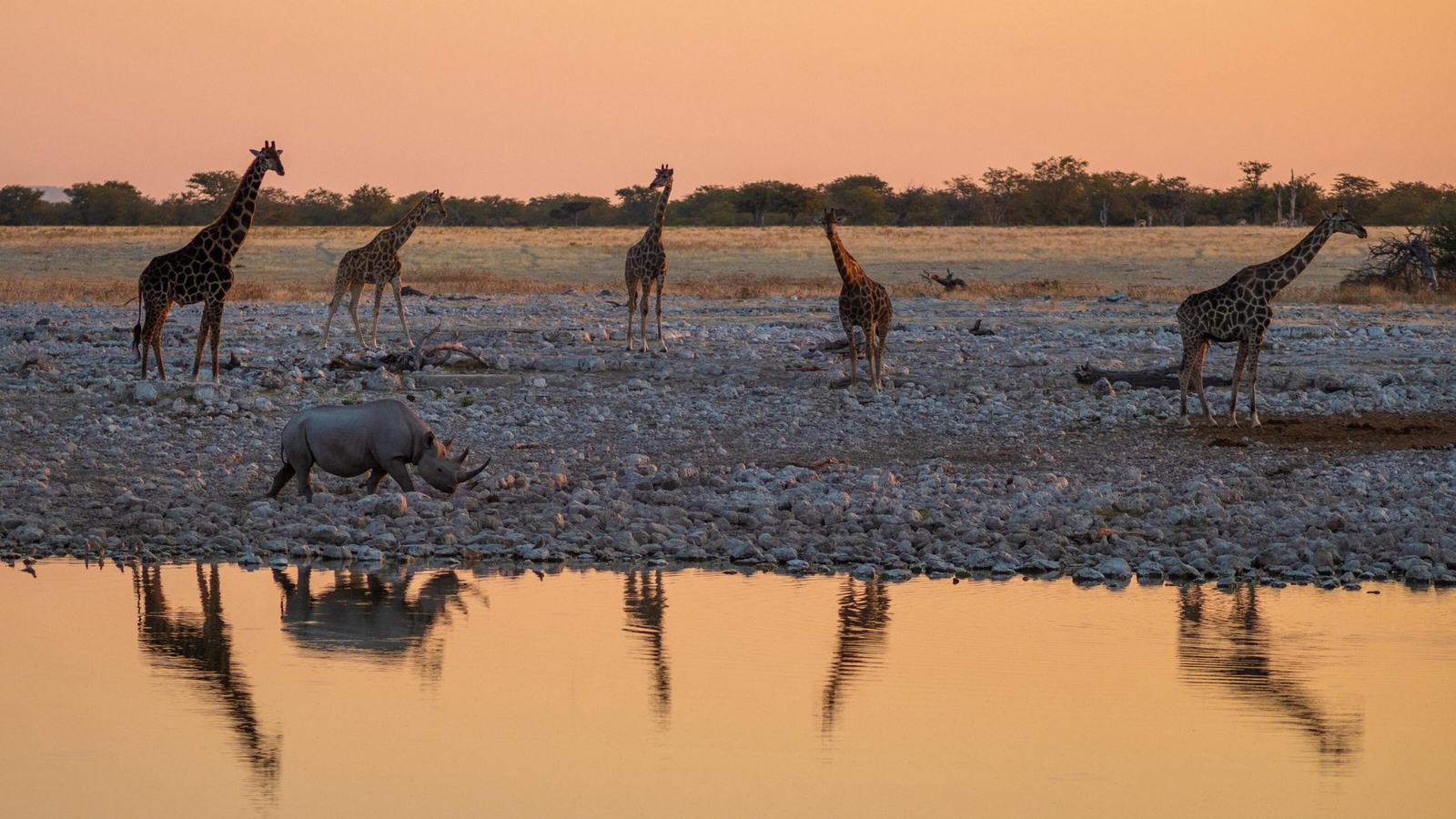 A black rhino and some giraffes reflected in water at sunset in Namibia