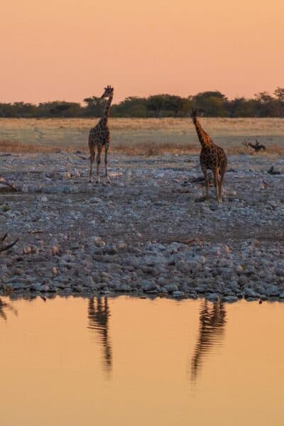 A guided driving tour of Namibia