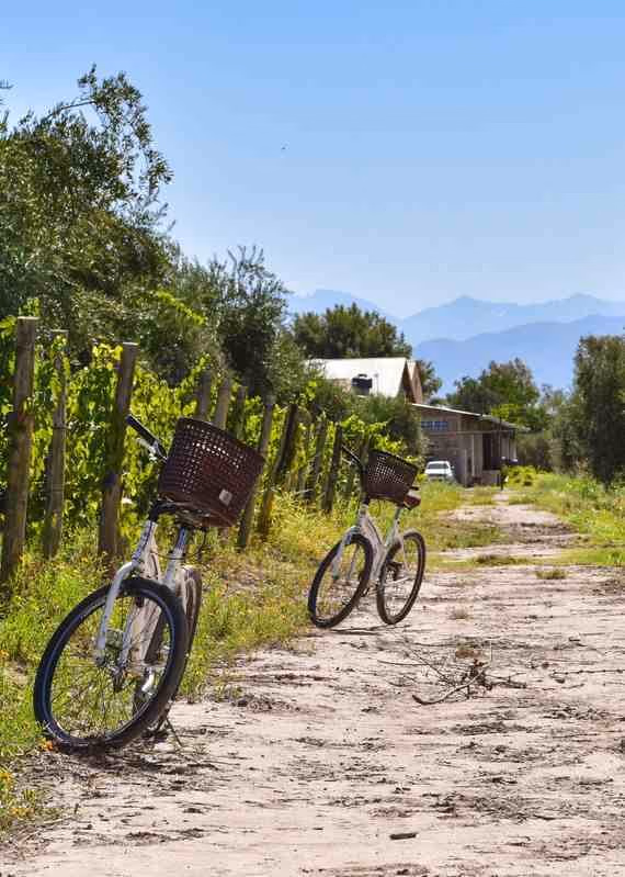 Bicycles in a vineyard in Mendoza