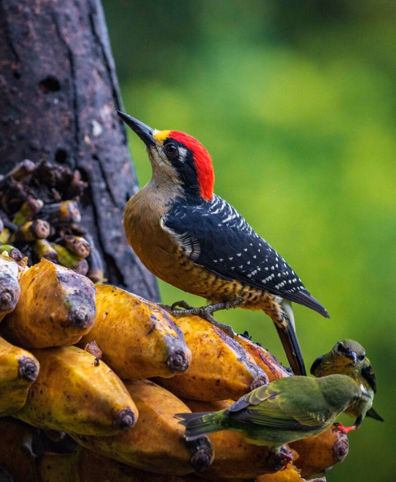Multi colored bird in Arenal Volcano National Park