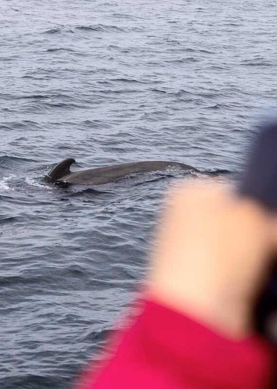 photographing a whale, Lofoten Islands, Norway