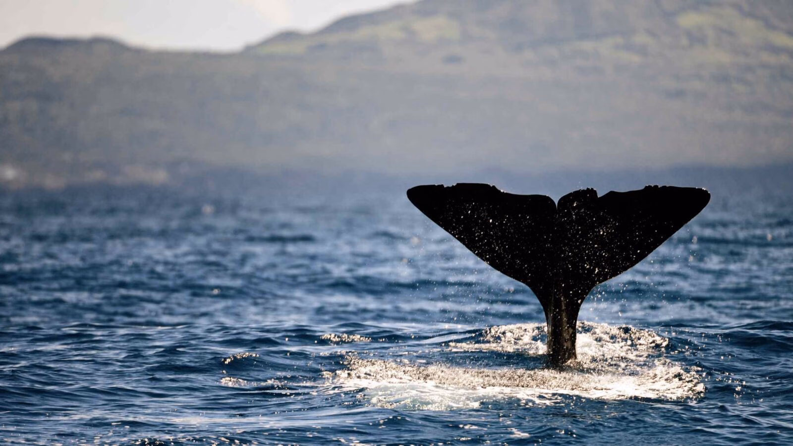 Close-up of a sperm whale fluke at pico island, azores. 182825171 "Cetacea, Animal, Animals And Pets, Atlantic Ocean, Azores, Close-up, Diving, Endangered Species, Europe, Fish Tail, Mammals", Nature, Nature, Nobody, One Animal, Pico, Portugal, Sea, Sea Life, Sperm Whale, Tail, Tail Fin, Water, Whale, Whale Watching Azores, Portugal, Europe
