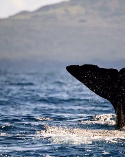 The 8 Best Places to Spot Whales Around the World