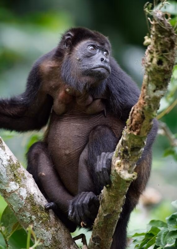 A mantled howler monkey in Puerto Viejo, Costa Rica