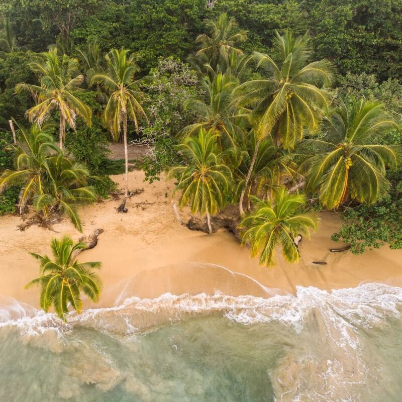 Aerial view of beach fringed by palm trees in Puerto Viejo, Costa Rica