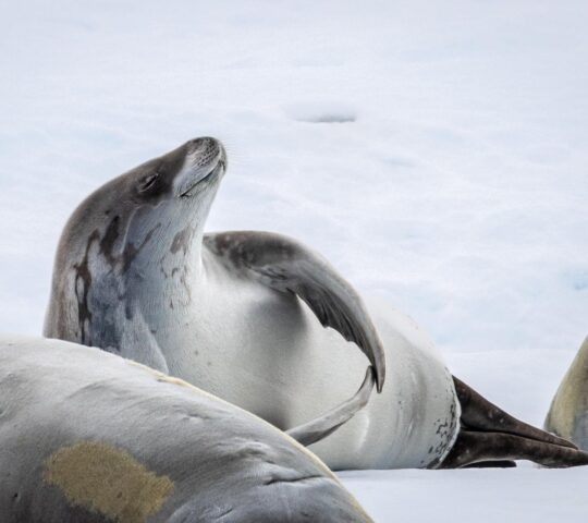 Crabeater seals in Antarctica resting on drifting ice.