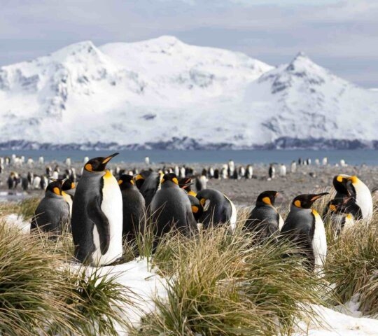 A colony of king penguins on Salisbury Plain on South Georgia in Antarctica.