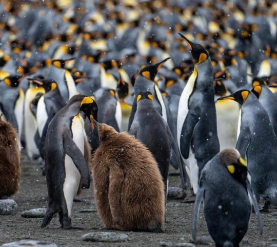 Hundreds of king penguins in South Georgia, Antarctica.