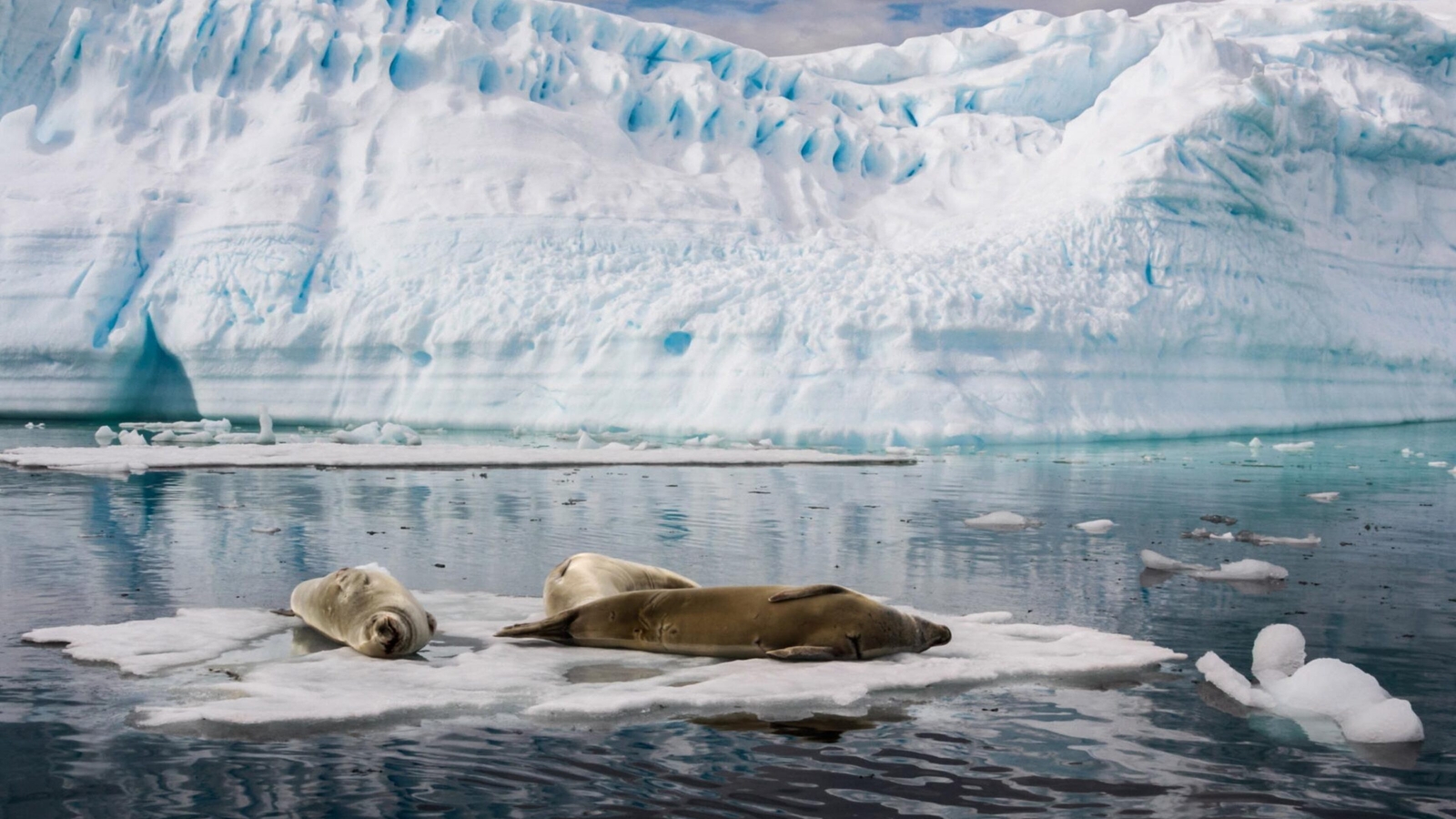 Seals lounging on an icesheet in Antarctica.