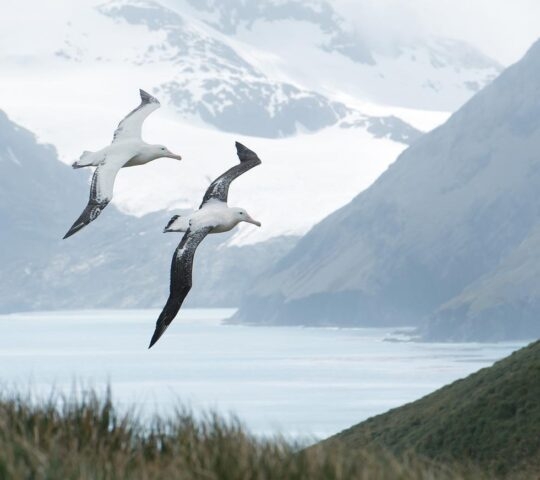 Pair of wandering albatrosses flying above grassy hill, with snowy mountains and light blue ocean in the background, South Georgia Island, Antarctica