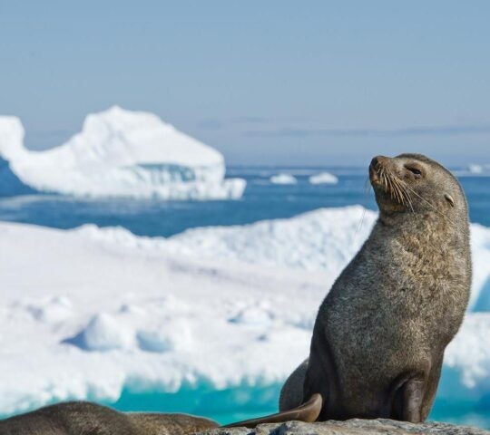 Antarctic fur seal resting on the stone on Antarctic Peninsula with iceberg in backdrop.