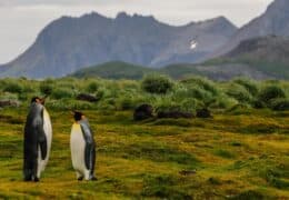 Antarctica, The Falklands and South Georgia Discovery