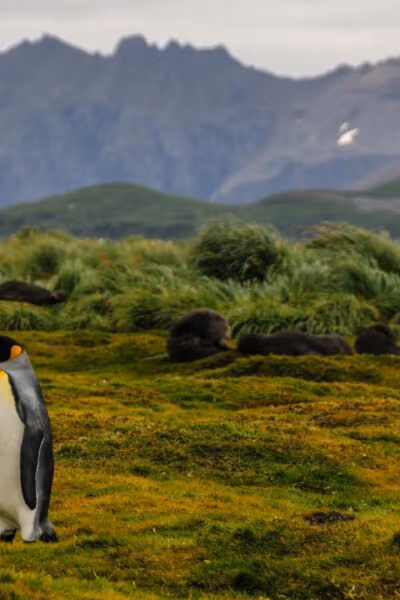 Antarctica, The Falklands and South Georgia Discovery