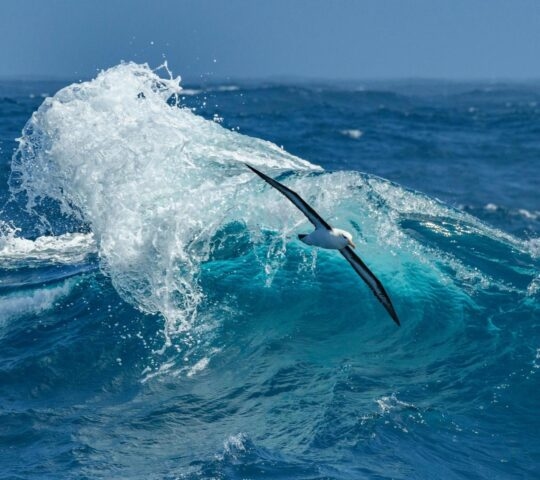Albatross soaring over a wave in the Drake Passage, Antarctica.