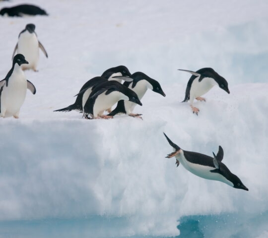 Adelie penguins jumping off of an iceberg in Antarctica.